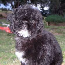 My Name Is Oliver I M A Shih Tzu Toy Poodle Puppy Cross And I M A Shihpoo Not A Schnoodle Or A Schmoodle Poodle Puppy Shih Poo Toy Poodle Puppy