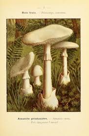 Nouvel Atlas De Poche Des Champignons Comestibles Et Veneneux Paul Dumee 1912 Champignon Dessin Champignon Comestible Champignons Farcis