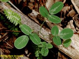 Image result for Desmodium incanum