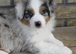 Click here to view our current litter of australian shepherd australian shepherds start exploring their environment and growing adventurous from a young age. Beautiful Australian Shepherd Puppies For Sale In Milwaukee Wisconsin Classified Americanlisted Com