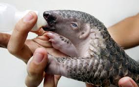 Learn more about them and wwf's conservation efforts. Pangolins E Outros Ganham Protecao Comercial Shareamerica