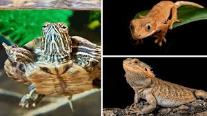 They asked me how much i would want for them. Pet Turtles Cute But Commonly Contaminated With Salmonella Fda