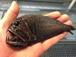 The trawlerman has become something of. Crazy Looking Fish From The Deep Sea Cbs News