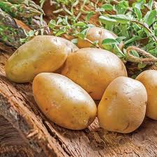 Image result for Solanum tuberosum