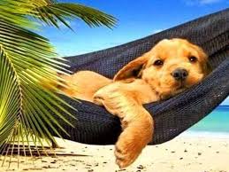 Twitter Animals Dogs Pet Dogs