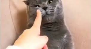Maybe you would like to learn more about one of these? Kumpulan Berita Kucing Ini Kucing Ini Tak Mau Dicolek Dan Sedang Ngambek Lucunya Kelewatan