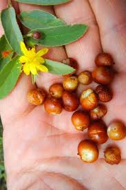 Image result for Grewia flava