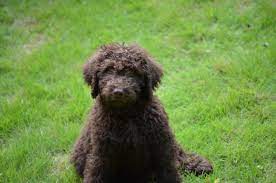 Indianapolis labradoodles puppies don't get their indiana stripes until they come home with you. Chocolate Labradoodle Puppies