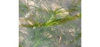 Image result for Najas graminea