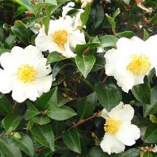Camellia Sasanqua Setsugekka Southern Woods Camellia Plant Evergreen Flowering Shrubs White Flowers