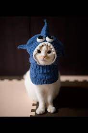 Cat In A Hat Cute Animals Crazy Cats Cat Lovers