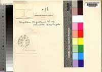 Image result for Rhytachne