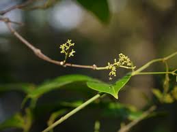 Image result for Hippocratea indica