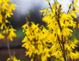 The blossoms cover the branches, creating dramatic splashes of colour in. Growing Forsythia