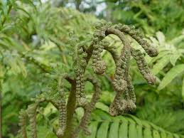 Image result for Ptisana