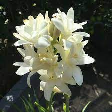 7 Mitos Bunga Sedap Malam Bunga Malam Menanam