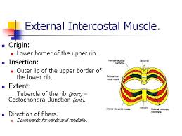 Pulled or inflamed muscles between the ribs; Good Morning Thoracic Cage Thoracic Wall Intercostal Space