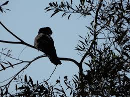 Image result for Cola pierlotii