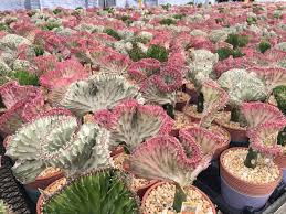 Cactus y suculentas └ plantas y esquejes └ plantas, semillas y bulbos └ artículos para terraza y jardín └ casa, jardín y bricolaje todas las categorías arte y antigüedades artesanía y manualidades bebés belleza y salud cámaras y fotografía casa, jardín y bricolaje cine. Suculentas Y Cactus Agrochic Gardening Inspiration Advice