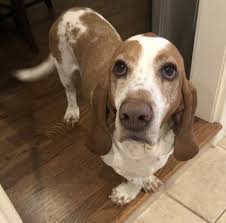 How to introduce new basset hound puppies to your existing dogs. Basset Hound Rescue Dogs For Adoption Near Mission Texas Petcurious