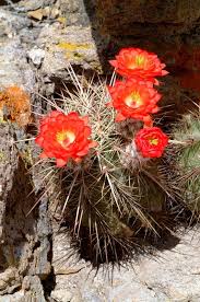 Did you scroll all this way to get facts about large cactus plant? Echinocereus Online Cacti And Succulents Cactus Flower Beautiful Flowers