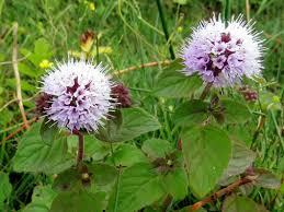 Image result for Mentha aquatica