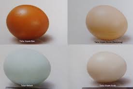 We did not find results for: Telur Sumber Protein Terbaik Untuk Keluarga Agrikan