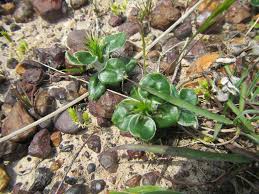 Image result for Macledium sessiliflorum