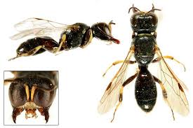 Image result for Barleria crossandriformis