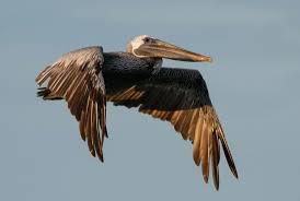 These large aquatic birds make up their own taxonomic family, pelicanidae, which consists of eight different species. 9 Peculiar Facts About Pelicans 30a
