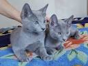 Russian Blue Kittens For Sale - Well Groomed Kittens.