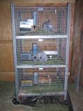 Getting Started With Meat Rabbits: Housing – Willow Creek Farm