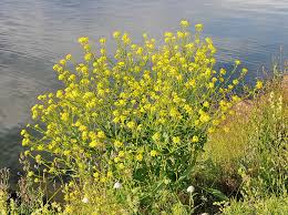 Image result for Berlinia orientalis