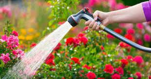 These sentences come from external sources and may not be accurate. Cara Siram Pokok Di Waktu Pagi Petang Malam Waktu Yang Mana Lebih Ideal Impiana