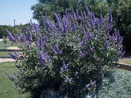 Tree with purple flowers texas. Texas Superstar