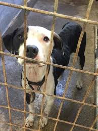 Female Pit Mix 1 Year Old 35 Lbs Cpp160569 Extremely Underweight Must Have An Adopter Or Rescue Before 9 Am Friday I Love Dogs Animals Pet Adoption