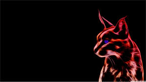 red cat wallpapers 38 top free red cat photos for tablet cat wallpaper red cat cat photo