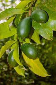 Image result for Picralima nitida