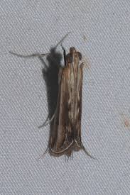 Image result for Euclasta