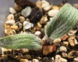 Image result for Eriospermum seineri