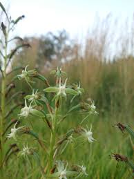 Image result for Habenaria humilior