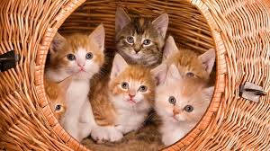 Seyir Kafe On Kedi Resim Ve Sepetler