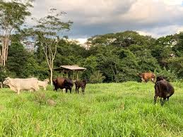 Jun 09, 2021 · ocim to provide us$5 million in financing for pilar gold's acquisition of the pilar de goiás gold mine. Tripadvisor Goias æ®–æ°'æ™‚ä»£å»ºç¯‰ é‡'å±±å…¬åœ' åŠåº­é™¢æ—…é¤¨ ØµÙˆØ±Ø© Ipe Turismo Sustentavel Goias