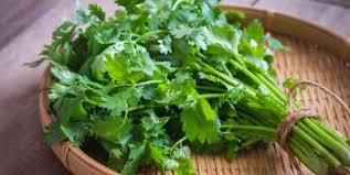 Learn more about what it is and whether you can safely give it to your kitty! Is Cilantro Safe For Cats To Eat Pet Care Advisors
