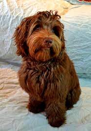 Golden Gate Labradoodles San Francisco Bay Area Labradoodle Labradoodle Breeders San Francisco Bay Area