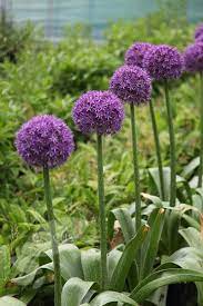 Buy Ornamental Onion Allium Globemaster Delivery By Crocus Co Uk 6 99 2l Pot Onion Flower Fresh Flowers Arrangements Indoor Flowering Plants