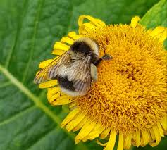 Image result for Bombus sporadicus