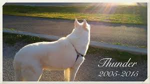 However, there are so many dogs in need of loving and forever homes, i would suggest not putting your female through something that is not going. White German Shepherds Home Facebook