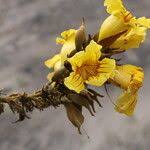 Image result for Markhamia tomentosa