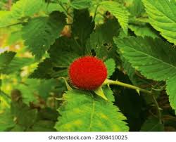 Image result for Rubus rosifolius